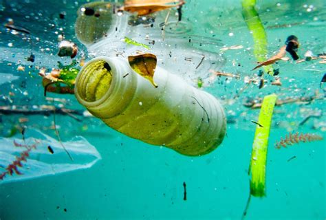 Visor Not Cias Pl Stico No Oceano Prejudica O Meio Ambiente A Afeta A Alimenta O Dos Animais