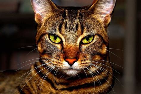 Here is a collection of most popular male tabby cat names. Tempestclan & Skyclan Border Thread {+Raven's Hollow ...