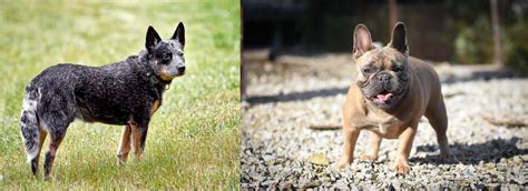 Austrailian Blue Heeler Vs French Bulldog Breed Comparison