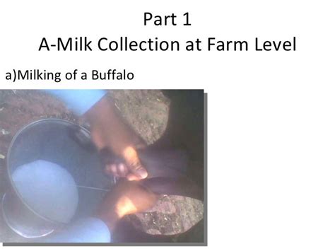 Process Of Milk Collection