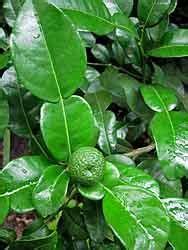 Maybe you would like to learn more about one of these? Indonesian/Kaffir Lime Tree..need | Garden | Pinterest ...