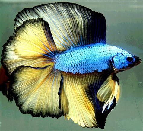 Fwbettasdt1454172003 Green Mustard Gasdt Male Betta Fish