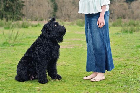 Offering, black russian terrier puppies from russia. Black Russian Terrier Puppies for Sale - AKC Breeder