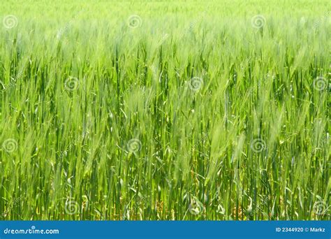 Wheat Field Stock Photo Image Of Grain Horizon Rustic 2344920