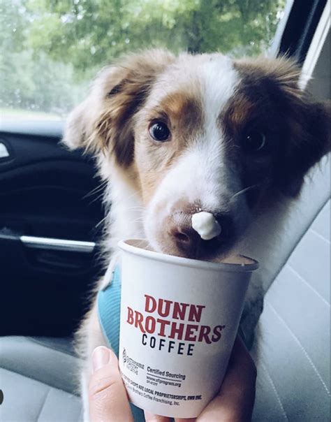 The Starbucks Puppuccino 15 Places To Get Free Pup Cups Rocky Kanaka