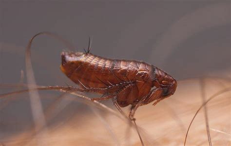 The Problems Fleas And Ticks Can Cause On Your Livermore Property