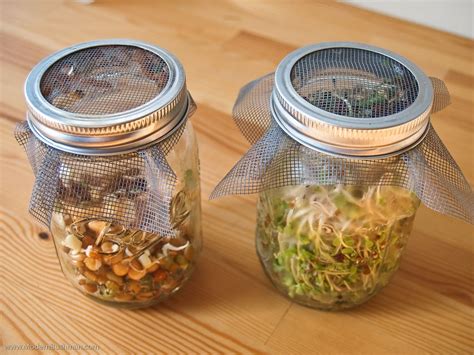 Diy Sprouting Jar Made From Canning Jars And Screen Mesh Germogli