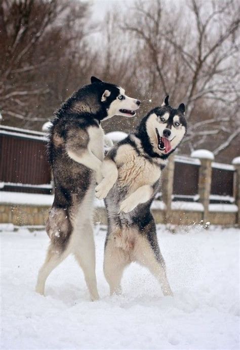 Huskies Playing In The Snow Cute Animals Dogs Beautiful Dogs