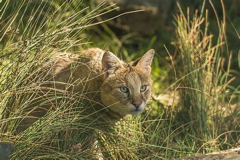 North american wild cats include two big cats, the jaguar and cougar, and smaller wild cats like the ocelot, jaguarundi, bobcat and canadian lynx. The Ten Species Of Small Wild Cats Found In Asia ...