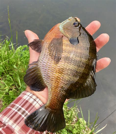 How To Consistently Catch Big Bluegills And Other Panfish — Panfish On