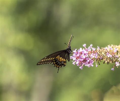 Eastern Tiger Swallowtail Papilio Glaucus Stock Image Everypixel
