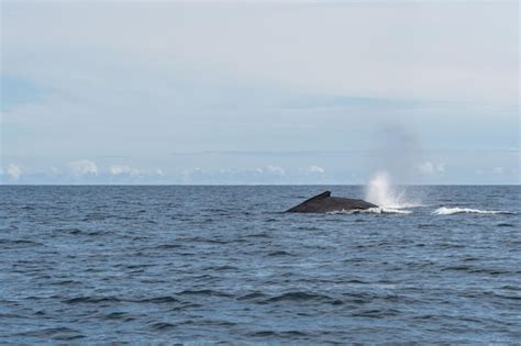 Premium Photo Humpback Whale Showing Its Fin And Splashing Near The