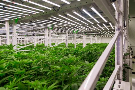 Going Vertical How Vertical Farming Is Revolutionizing The Cannabis