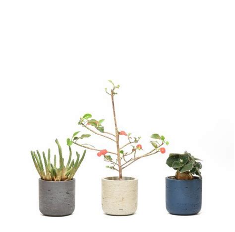 Whether you want planter ideas for an outdoor or indoor garden, this amazing diy cement planter is now, i've got cement planters of all sizes and shapes, including garden decor made from cement. Small - Concrete Planter with Stand, Cement Planter Pot ...