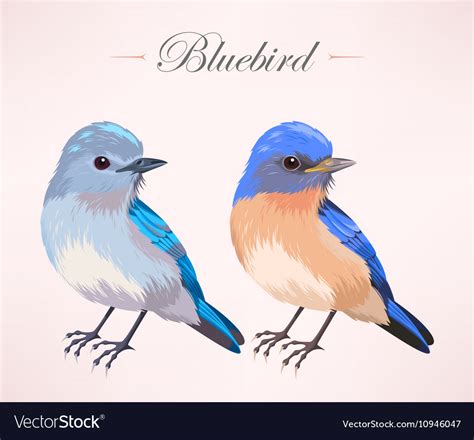 Cute Bluebird Royalty Free Vector Image Vectorstock