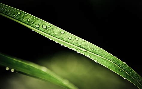 Wallpaper Leaves Nature Grass Green Dew Leaf Flower Drop