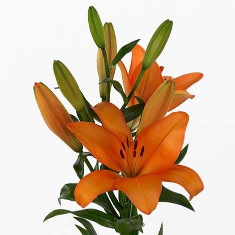 LILY LA HONESTY 95cm 5 Wholesale Dutch Flowers Florist Supplies UK