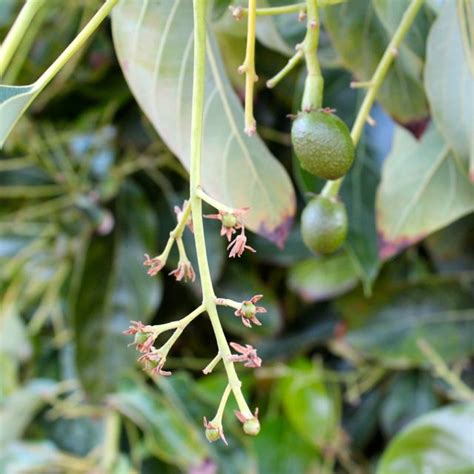 If you notice that your newly planted tree is wilting and/or turning brown, here are some tips to make it better A Walk in the Avocado Grove: Leaves, Baby Avocados, and ...