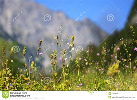 Wild Herbs Growing On A Meadow In The Alps Stock Photo Image Of