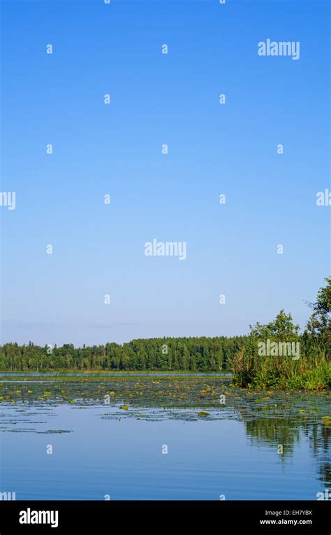 Forest Boggy Lake Stock Photo Alamy