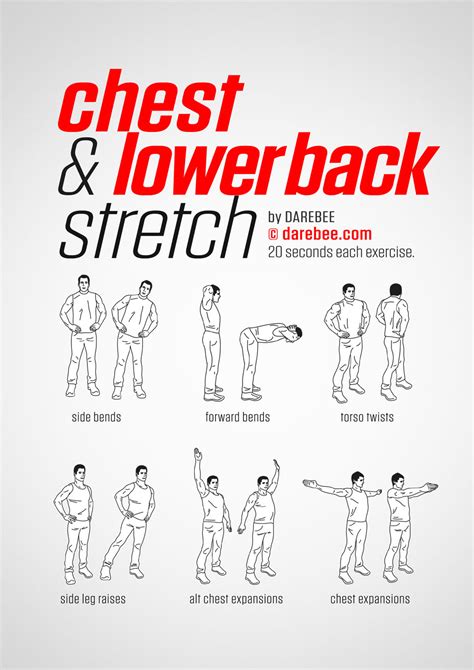 Chest And Lower Back Workout