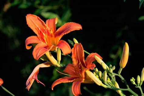 Fire Lily Stock Photos Pictures And Royalty Free Images Istock