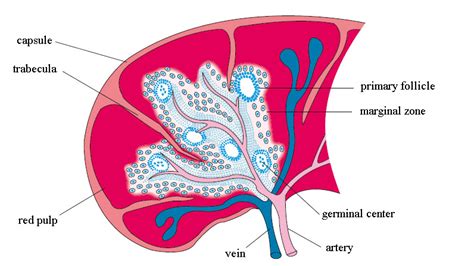 Describe The Structure Of The Spleen