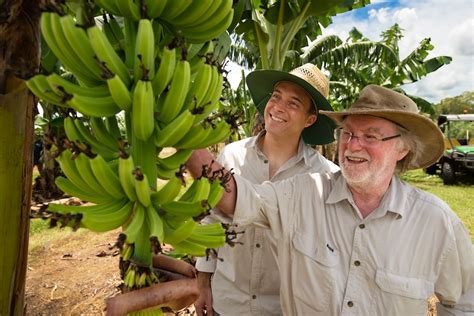 First Genetically Modified Banana Being Assessed By Regulators Abc News