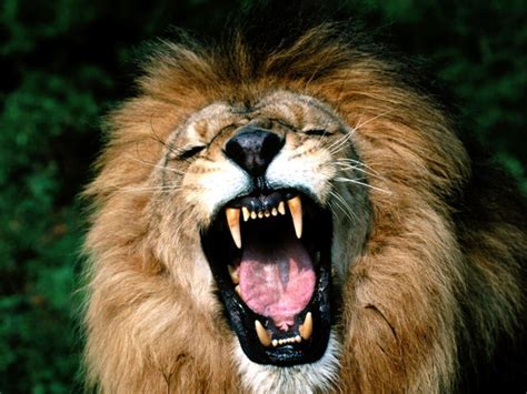 Animals Zoo Park Lions Roaring Pics Roaring Lion Pictures And Closeup