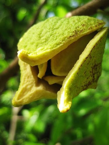 Bahkan, khasiat yang terkandung dalam daun durian belanda ini juga tidak kalah dibandingkan dengan makanan atau buah buahan yang sama sama bisa memberikan energi. ~Durian Belanda dan Khasiatnya~