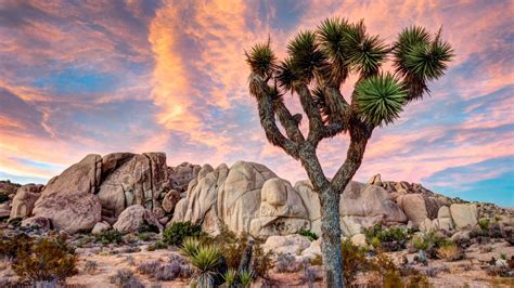 87 Joshua Tree National Park Hd Wallpapers Background