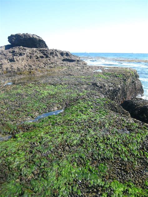 White Point Tide Pools San Pedro August 2011