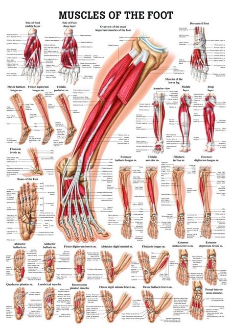 Human muscles enable movement it is important to understand what they do in order to diagnose sports injuries and prescribe rehabilitation exercises. Muscles of the Foot Laminated Anatomy Chart | Massage ...