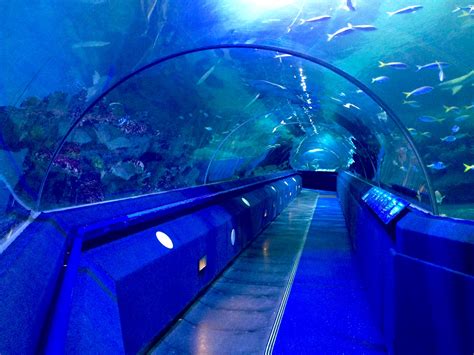 Undersea Walkway Blue Planet Aquarium