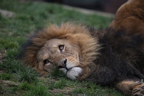 Lion Zoo Diriger Photo Gratuite Sur Pixabay Pixabay