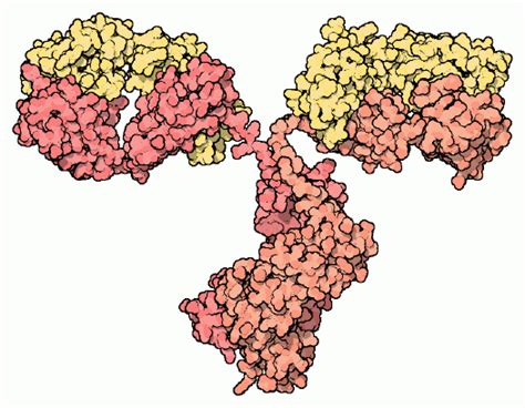 Struttura gli anticorpi, pur appartenendo a diverse classi, hanno una stessa struttura di evoluzione degli anticorpi monoclonali la maggior parte degli anticorpi. Anticorpi