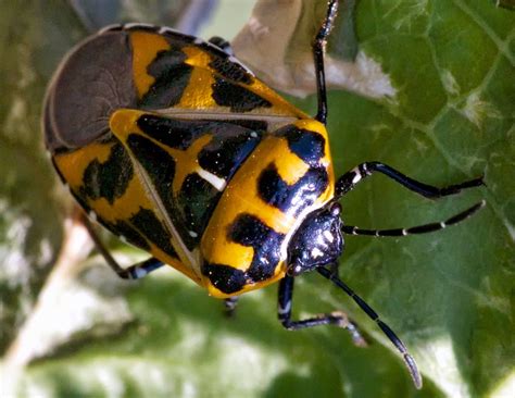 Common Insects Blog — Texas Insect Identification Tools