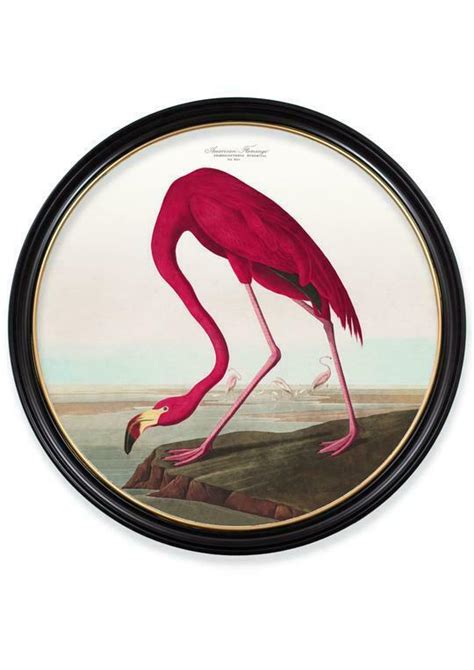 Premium Botanical Antique Exotic Bird Pink Flamingo Small Round Framed