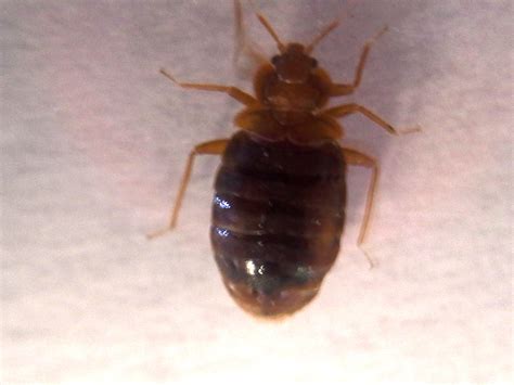 Bedbugs Myths And Facts Mug A Bug
