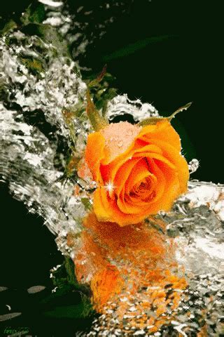 Rose Love Gif Rose Love Discover Share Gifs