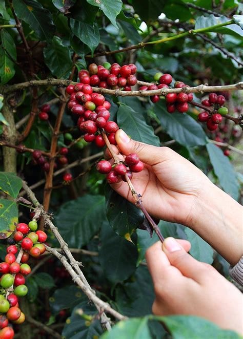 Where Did Coffee Beans Come From Keenan Rau