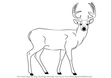 Step By Step How To Draw A Buck Deer