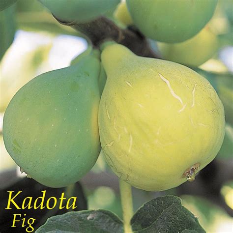 In early spring, remove 1/4 to 1/3 of older branches. Polynesian Produce Stand : ~KADOTA~ FIG TREE White Fruits ...