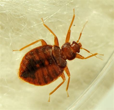 Difference Between Bat Bug And Bed Bug