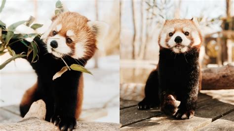 Red Panda Born In Toronto