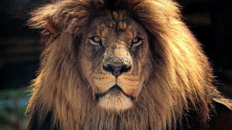 Looking for the best wallpapers? Cool Lion Wallpapers (69+ images)