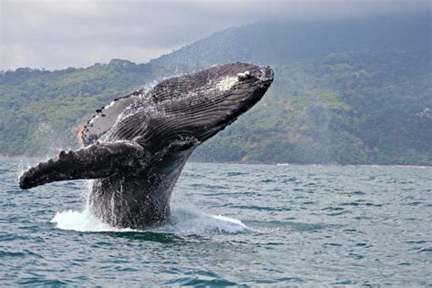 The 5 Best Places To See The Winter Humpback Whale Migration