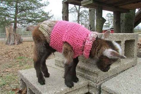 22 Adorable Goats Wearing Clothes Goats Wearing Clothes Adorable