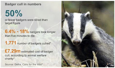 How Are Badgers Culled Its Not Black Or White Badger Culling For