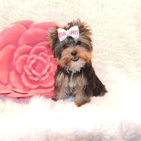 When working with a breeder verify that the breeder you're purchasing from does genetic testing of their animals and be sure to verify the puppy's health information. getColumnVal("ProdName")); ?> | Yorkie puppy for sale, Toy ...